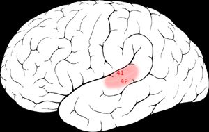 Illustration: The primary auditory cortex is one of the main areas associated with pitch resolution